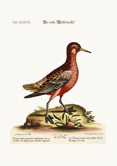 The Red Coot-Footed Tringa, 1749-73 by George Edwards